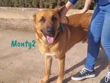 MONTY2, Hund, Mischlingshund in Spanien - Bild 4