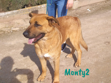 MONTY2, Hund, Mischlingshund in Spanien - Bild 6