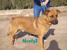 MONTY2, Hund, Mischlingshund in Spanien - Bild 7