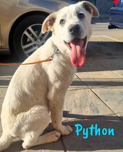 PYTHON, Hund, Pyrenäenberghund-Mix in Spanien
