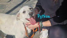 PYTHON, Hund, Pyrenäenberghund-Mix in Spanien - Bild 12