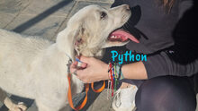 PYTHON, Hund, Pyrenäenberghund-Mix in Spanien - Bild 14