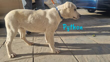 PYTHON, Hund, Pyrenäenberghund-Mix in Spanien - Bild 16