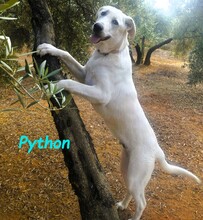 PYTHON, Hund, Pyrenäenberghund-Mix in Spanien - Bild 2