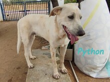 PYTHON, Hund, Pyrenäenberghund-Mix in Spanien - Bild 4