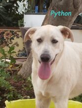 PYTHON, Hund, Pyrenäenberghund-Mix in Spanien - Bild 5