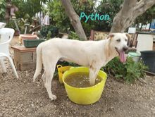 PYTHON, Hund, Pyrenäenberghund-Mix in Spanien - Bild 7