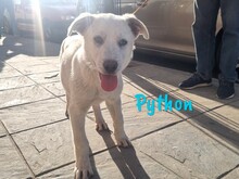 PYTHON, Hund, Pyrenäenberghund-Mix in Spanien - Bild 9