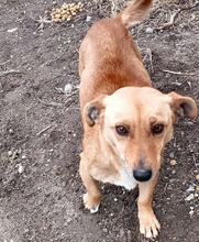 ELSA, Hund, Mischlingshund in Nordmazedonien