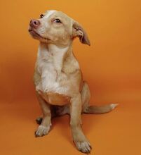 LUCKY, Hund, Mischlingshund in Rumänien