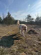 VARG, Hund, Maremmano-Mix in Jena - Bild 10