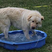 VARG, Hund, Maremmano-Mix in Jena - Bild 16