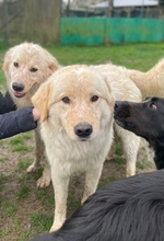 VARG, Hund, Maremmano-Mix in Jena - Bild 21