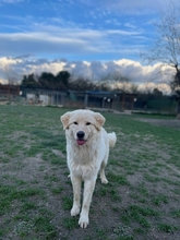 VARG, Hund, Maremmano-Mix in Jena - Bild 22