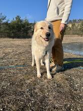 VARG, Hund, Maremmano-Mix in Jena - Bild 3