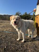 VARG, Hund, Maremmano-Mix in Jena - Bild 6