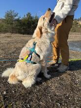 VARG, Hund, Maremmano-Mix in Jena - Bild 8