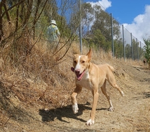 MONROE, Hund, Podenco Andaluz in Spanien - Bild 10