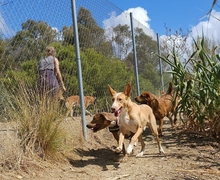 MONROE, Hund, Podenco Andaluz in Spanien - Bild 11