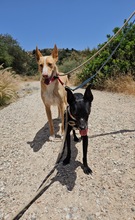 MONROE, Hund, Podenco Andaluz in Spanien - Bild 12