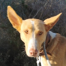 MONROE, Hund, Podenco Andaluz in Spanien - Bild 2