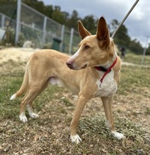 MONROE, Hund, Podenco Andaluz in Spanien - Bild 3