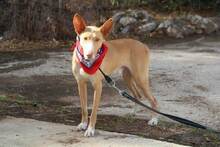 MONROE, Hund, Podenco Andaluz in Spanien - Bild 4