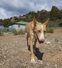 MONROE, Hund, Podenco Andaluz in Spanien - Bild 5