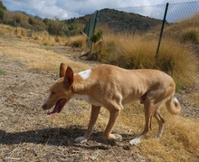 MONROE, Hund, Podenco Andaluz in Spanien - Bild 6