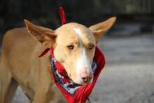 MONROE, Hund, Podenco Andaluz in Spanien - Bild 7