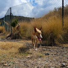 MONROE, Hund, Podenco Andaluz in Spanien - Bild 8