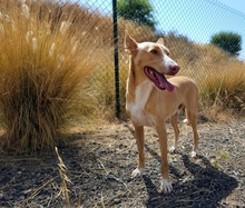 MONROE, Hund, Podenco Andaluz in Spanien - Bild 9