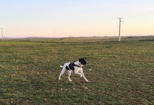 YAKO, Hund, Mischlingshund in Spanien - Bild 10