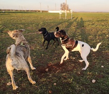 YAKO, Hund, Mischlingshund in Spanien - Bild 11