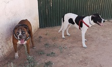 YAKO, Hund, Mischlingshund in Spanien - Bild 14