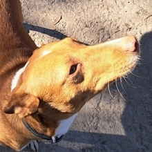 KONGA, Hund, Bodeguero Andaluz in Spanien