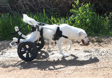 LUCIA, Hund, Mischlingshund in Italien - Bild 4