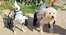 LUCIA, Hund, Mischlingshund in Italien - Bild 8