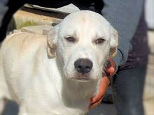 GINO, Hund, Mischlingshund in Italien - Bild 10