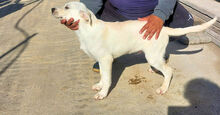 GINO, Hund, Mischlingshund in Italien - Bild 11