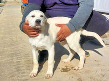 GINO, Hund, Mischlingshund in Italien - Bild 13