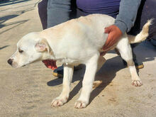 GINO, Hund, Mischlingshund in Italien - Bild 3