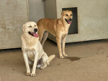 GINO, Hund, Mischlingshund in Italien - Bild 7