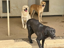GINO, Hund, Mischlingshund in Italien - Bild 8