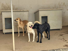 GINO, Hund, Mischlingshund in Italien - Bild 9