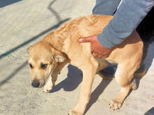 GINA, Hund, Mischlingshund in Italien - Bild 3