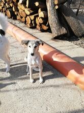 PAN, Hund, Mischlingshund in Rumänien - Bild 11