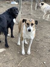 BEA, Hund, Mischlingshund in Rumänien - Bild 1