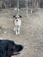 BEA, Hund, Mischlingshund in Rumänien - Bild 2