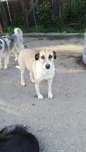 BEA, Hund, Mischlingshund in Rumänien - Bild 9